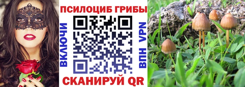 наркота  Вельск  Псилоцибиновые грибы Cubensis 